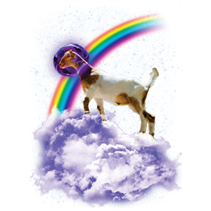 Goat rainbow