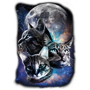 Cat Moon