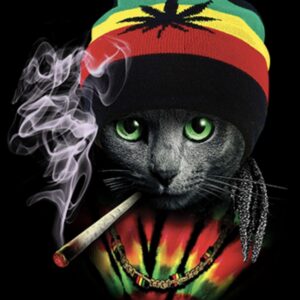Rasta Cat